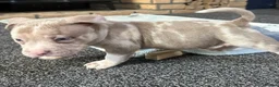 American Bully dogs for sale: Abkc pocket bully's in Barnsley - Advert 10