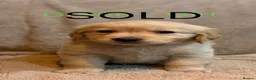 Golden Retriever dogs for sale: LAST 1⭐️ KC Registered Golden Retriever Puppies ⭐️ - Advert 3