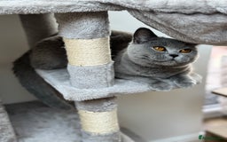 British Shorthair cats for sale: GCCF Registered British Shorthair kittens  - Image 11