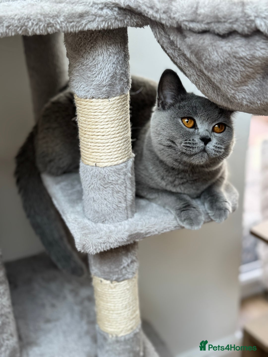 British Shorthair cats for sale: GCCF Registered British Shorthair kittens  - Image 11