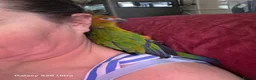 Conures birds for sale: Silly Tame hand reared Male Sun Conure with cage - Advert 15