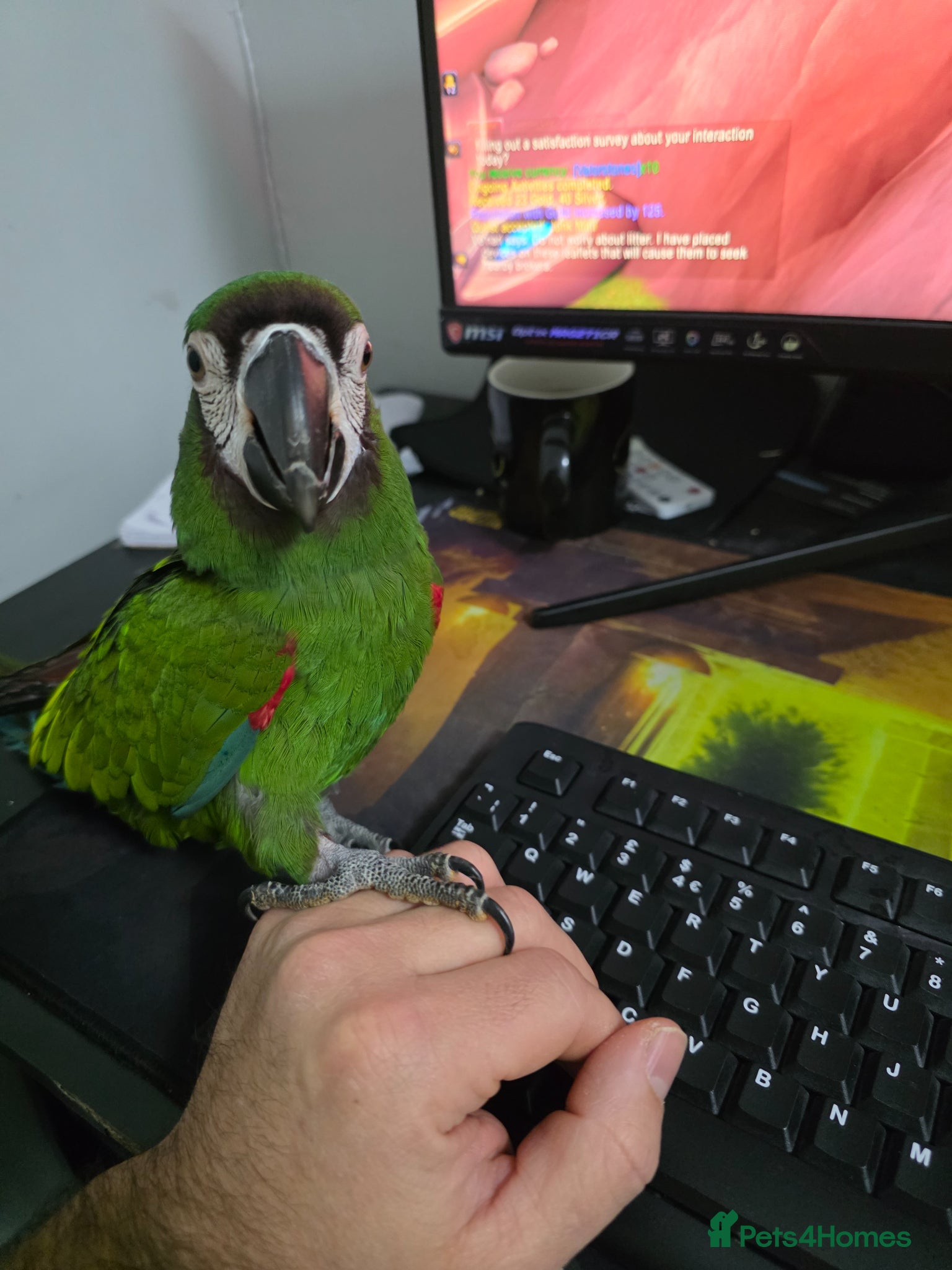 Parrots birds 1.5year old male Severe Macaw - Advert 2