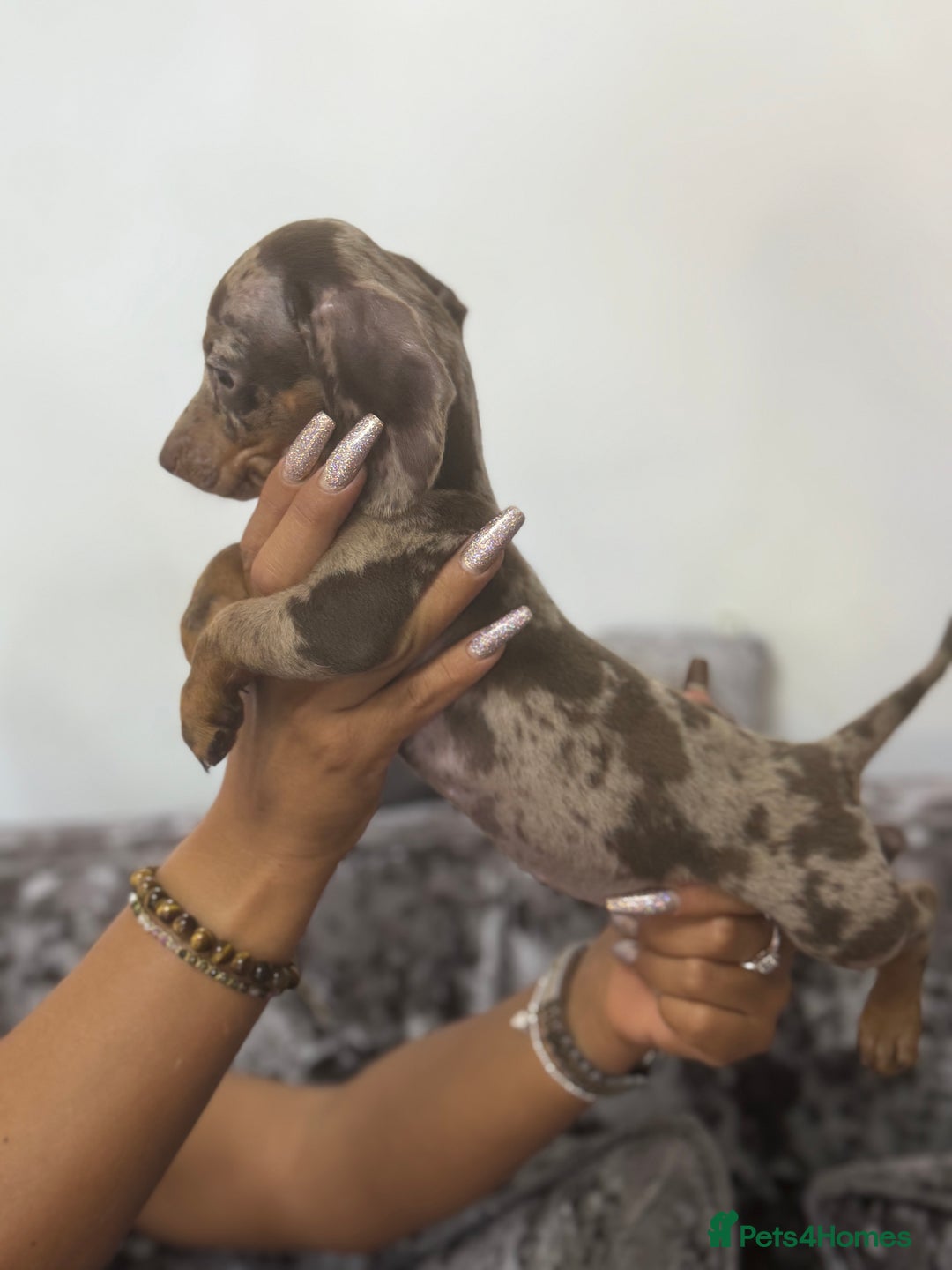 Miniature Dachshund dogs for sale: 7 stunning miniature dachshund puppies - Image 15