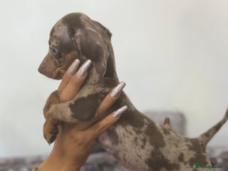 Miniature Dachshund dogs - Advert 7