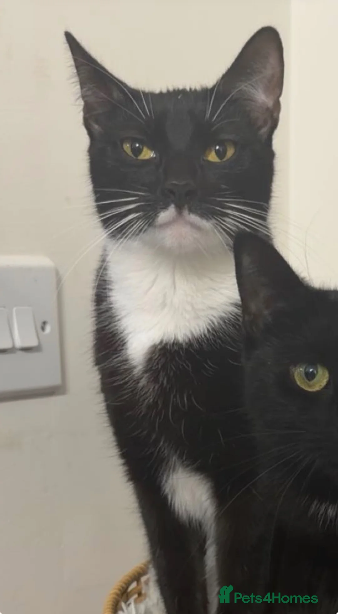 Mixed Breed cats for sale: Sadie  in Hull - Advert 3