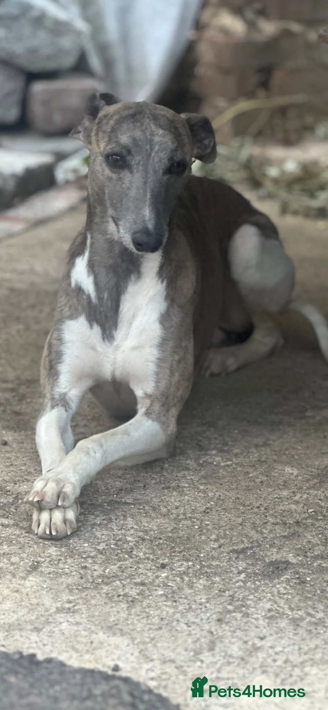 Whippet dogs for sale: Stunning litter of whippet puppies - Advert 10