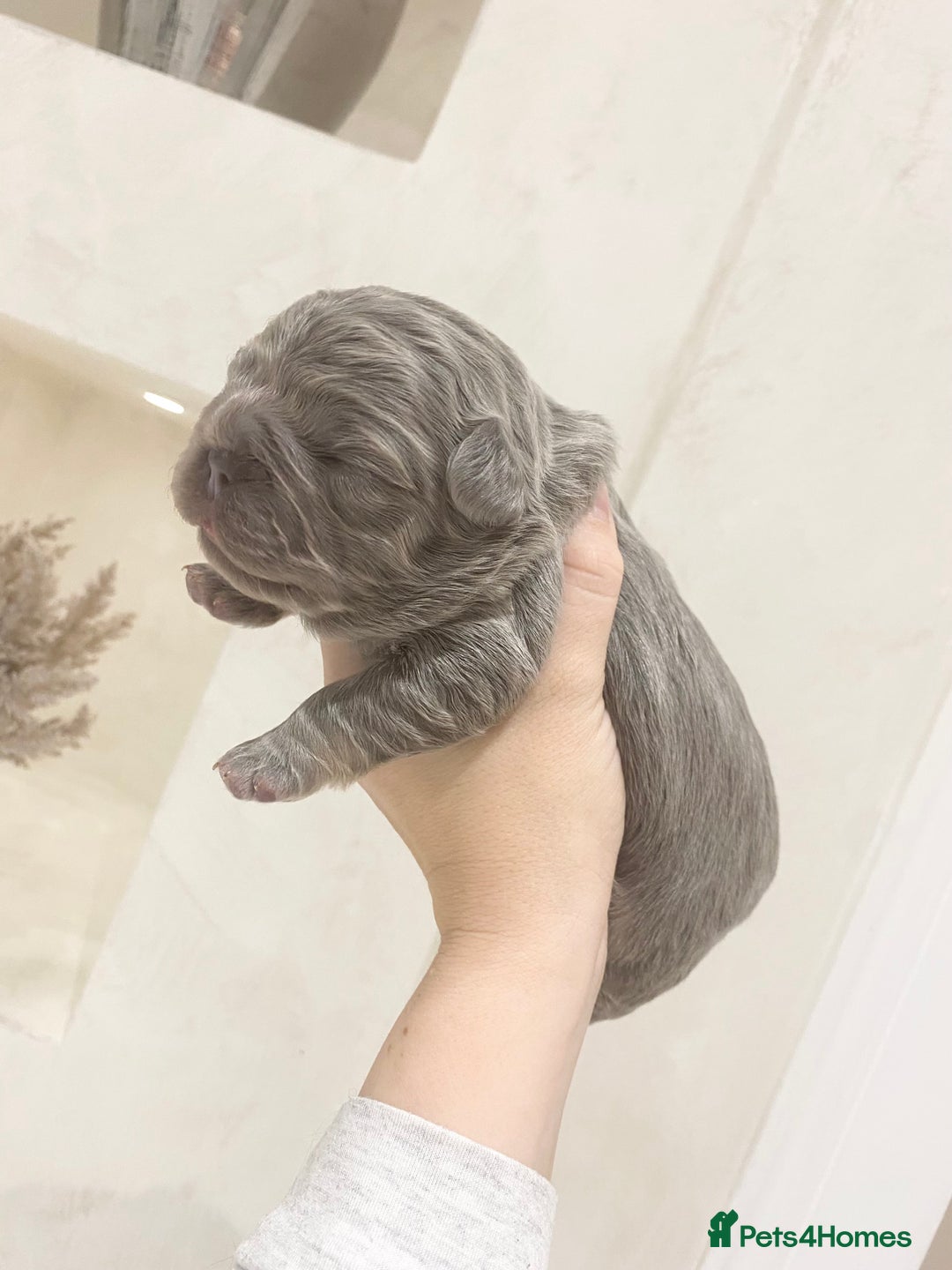 French Bulldog dogs for sale: TINY TEDDY BEAR FRENCH BULLDOG PUPS  - Advert 5