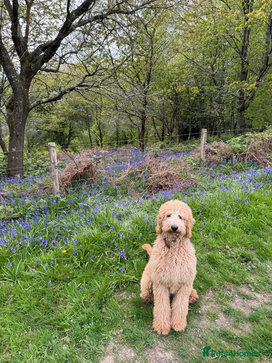 Goldendoodle dogs for stud: Cooper - Proven stud in Haywards Heath - Advert 4