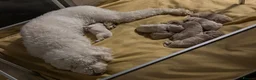 Saint Berdoodle dogs for sale: ❤️ Saint bernadoodle / Standard poodle💙 - Advert 3