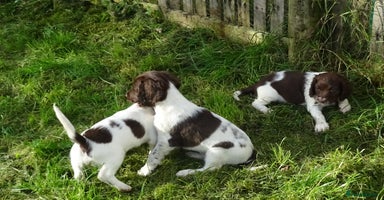 English Springer Spaniel dogs - Advert 3