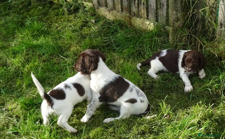 English Springer Spaniel dogs - Advert 1