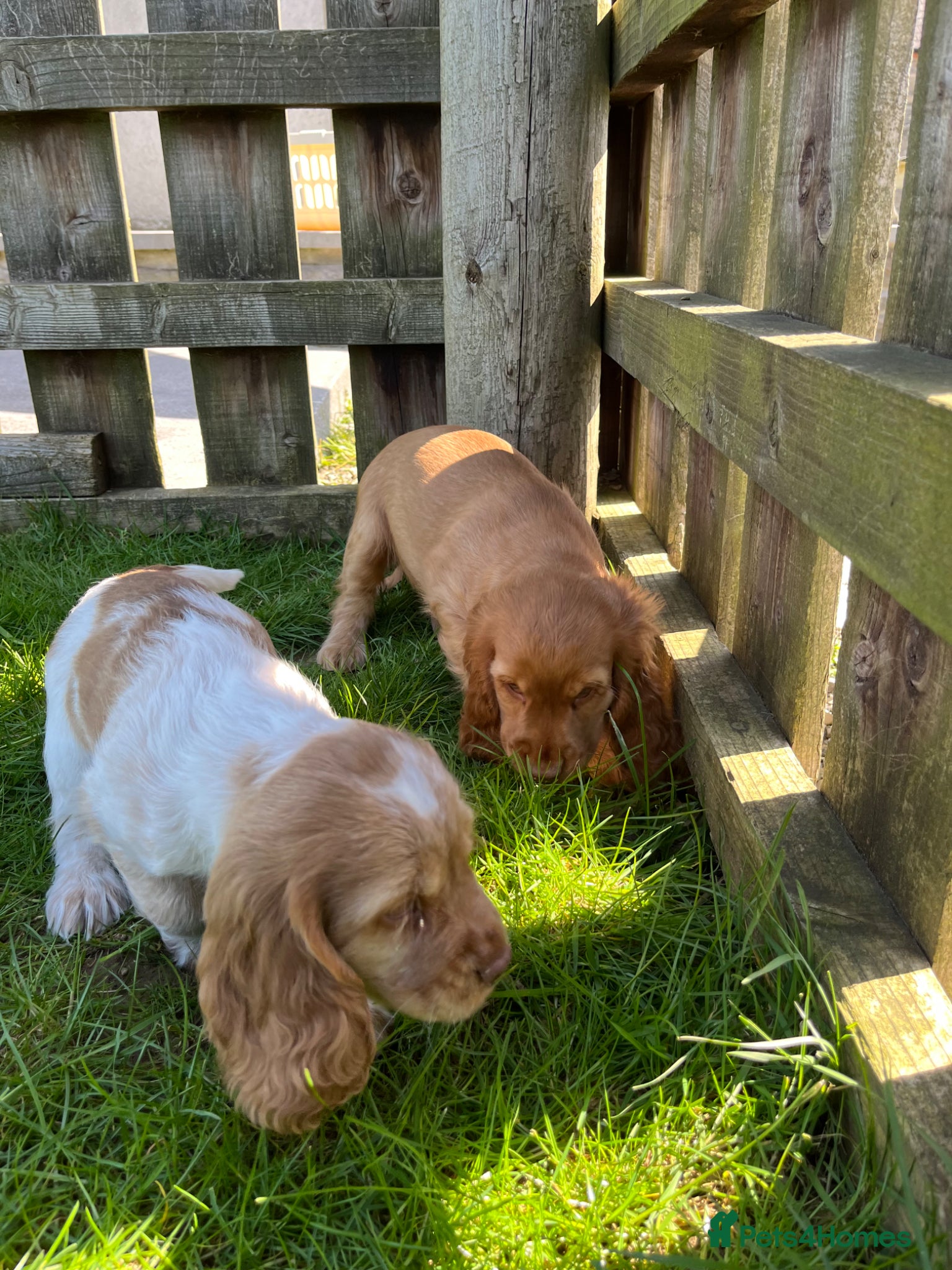 Cocker Spaniel dogs Gorgeous KC HEALTH TESTED show type cocker 🐶 ⭐️  - Advert 2