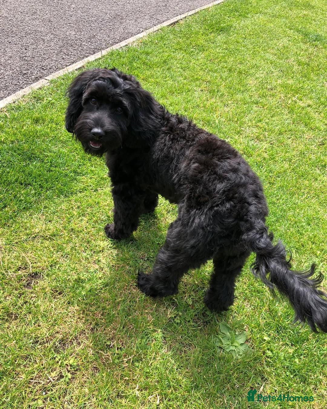 Cockapoo dogs for sale: Beautiful 7Month-Old Cockapoo Mia - Advert 6