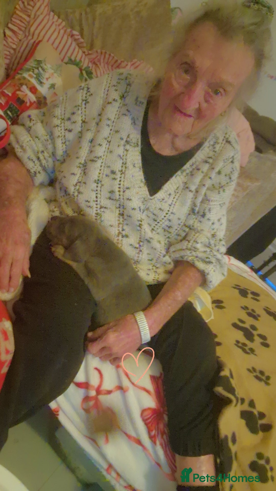 Cane Corso dogs for sale: Cane corso puppies - Advert 4