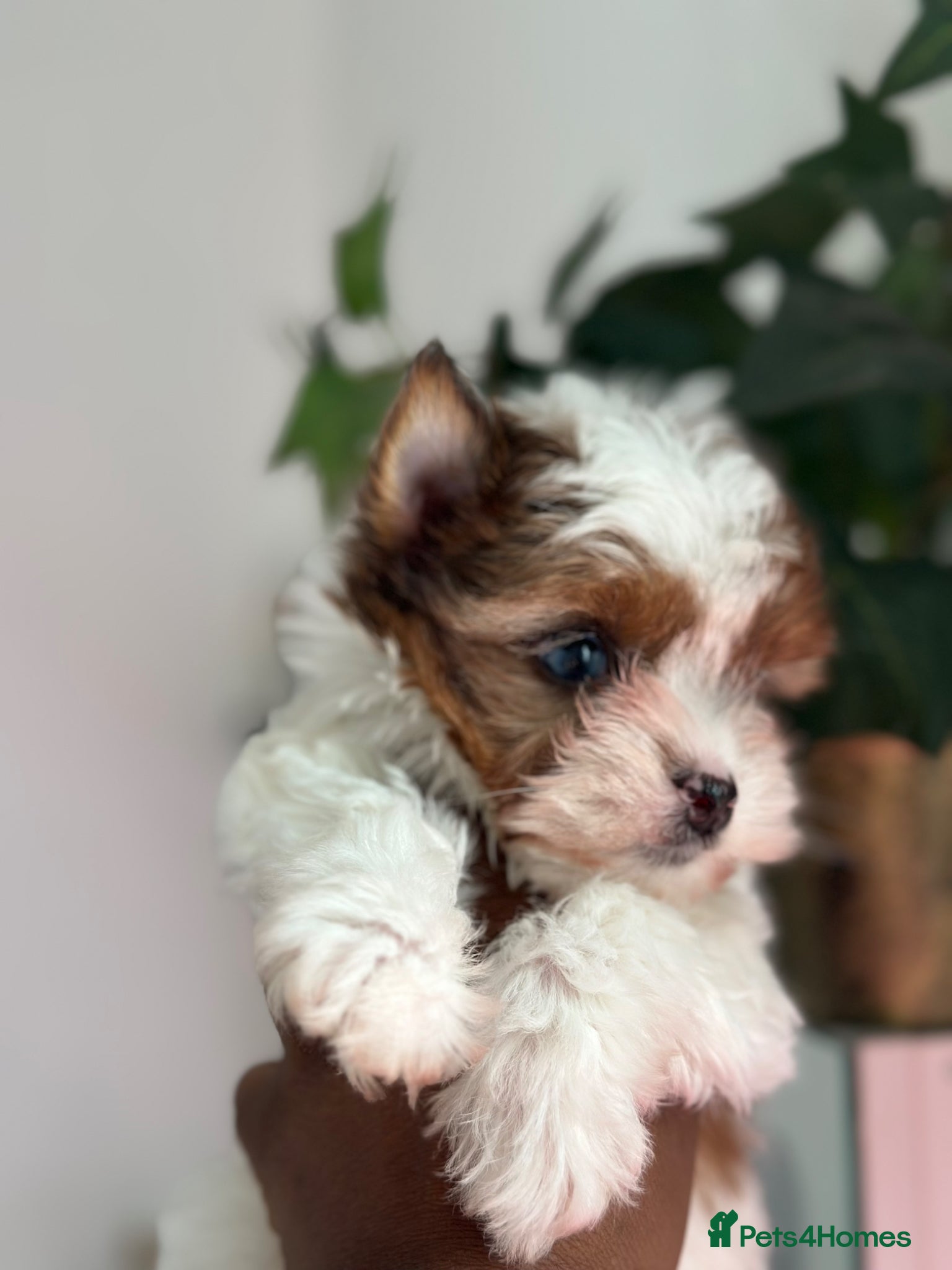 Yorkshire Terrier dogs Ready to leave, Rare Tiny Chocoberry Girl🧿 - Advert 2