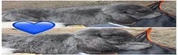 French Lop rabbits for sale: Giant French Lop - Advert 4