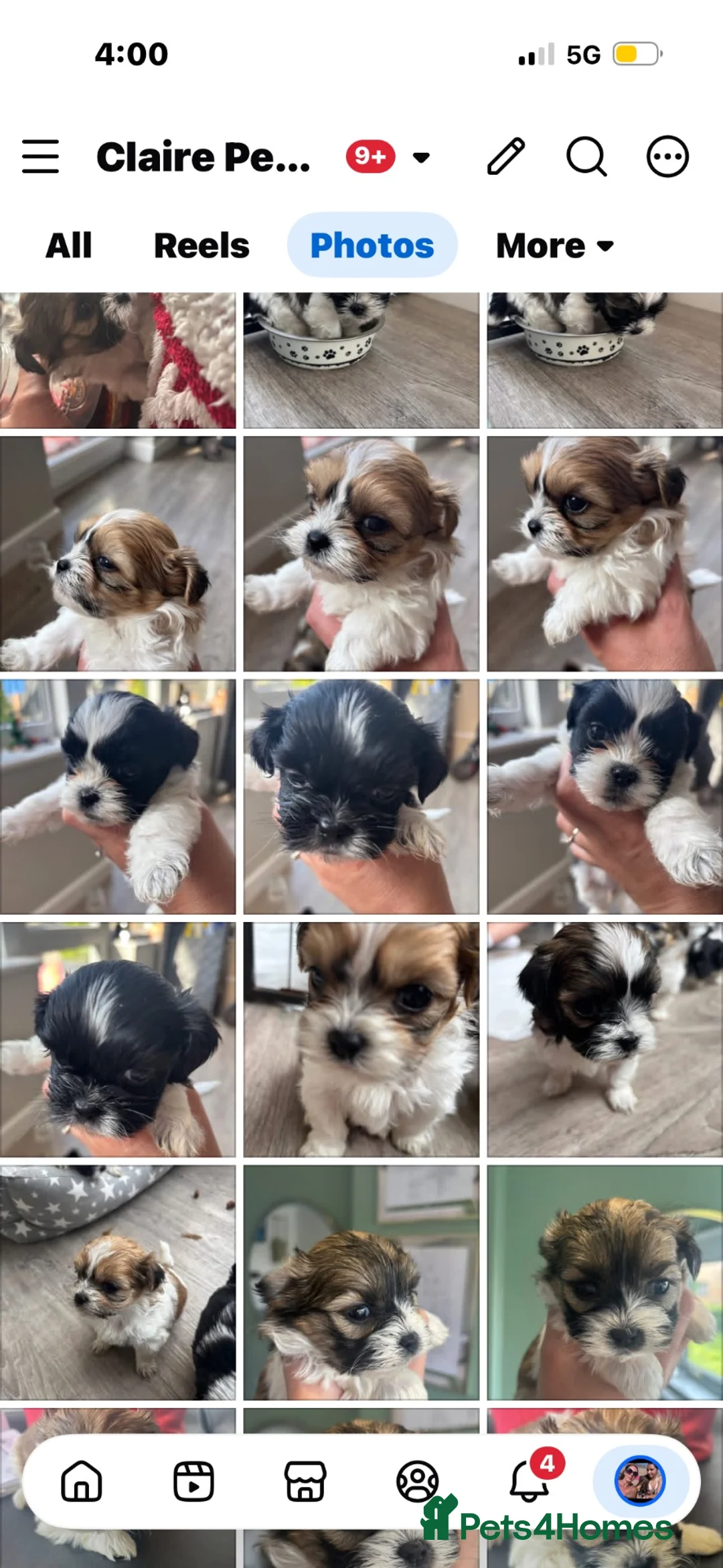 Zuchon dogs for sale: Shishon/zuchon - Advert 2