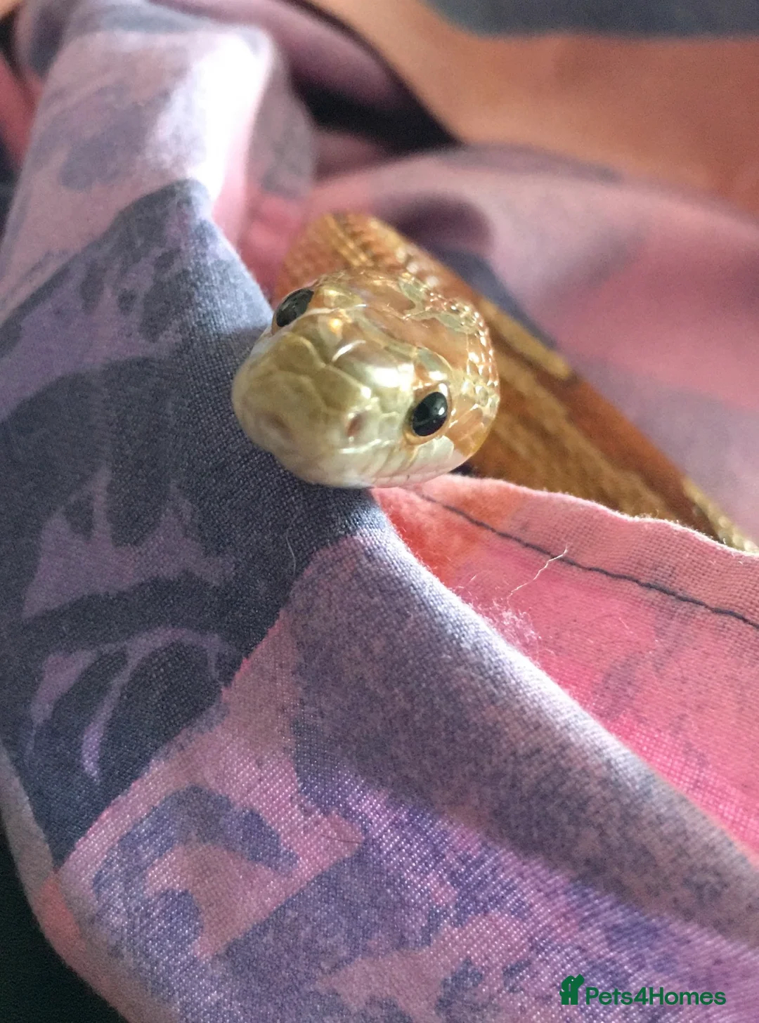 Snake reptiles for sale: Corn snake and vivarium for sale  in Liverpool - Advert 2