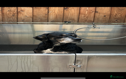 Mixed Breed dogs for sale: Tieka 9yr Old Lab Mix Looking for Forever Home - Image 1