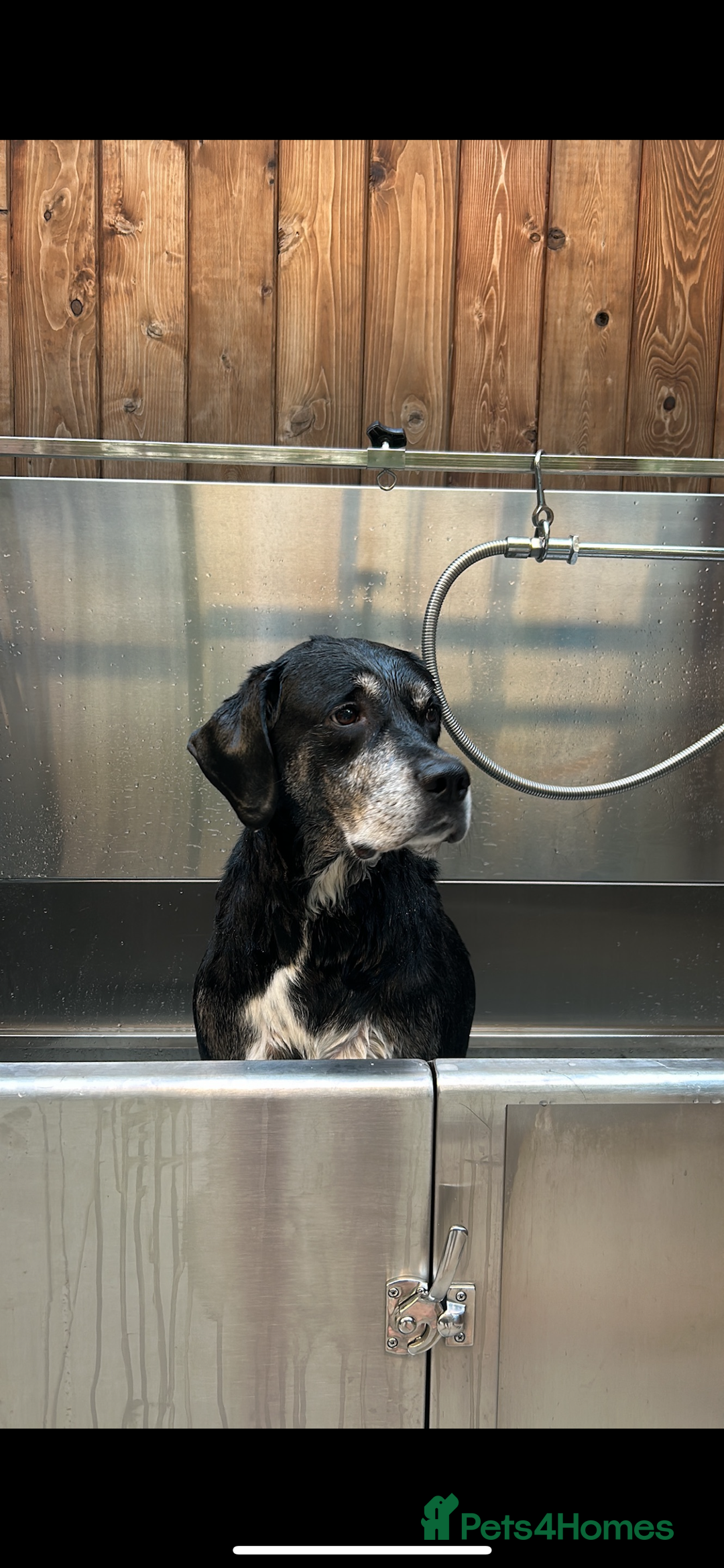 Mixed Breed dogs for sale: Tieka 9yr Old Lab Mix Looking for Forever Home - Image 1