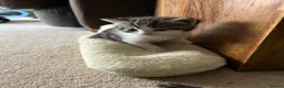 Domestic Shorthair cats for sale: Multiple litters  - Advert 6