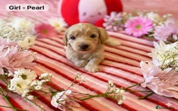 Maltipoo dogs for sale: STUNNING F1B MALTIPOO PUPPIES 🐶🎅🏼 - Image 4