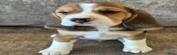Beagle dogs for sale: TRUE SHOW TYPE KC REGISTERED BEAGLES - Advert 4