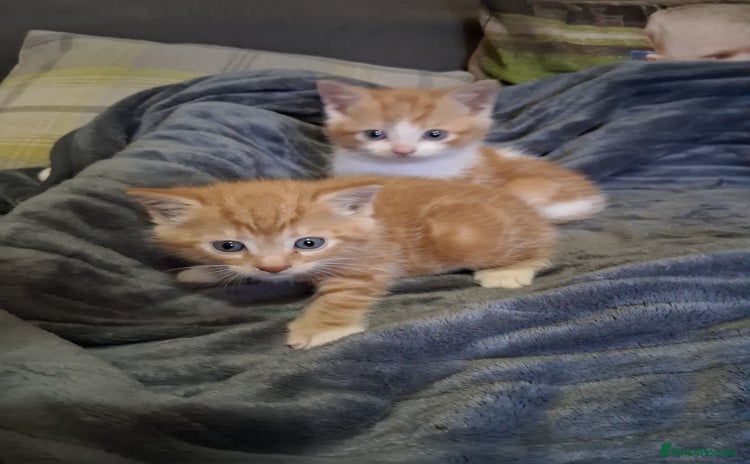 Mixed Breed cats - Advert 10