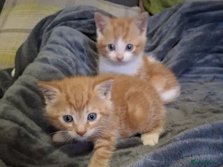 Mixed Breed cats - Advert 8