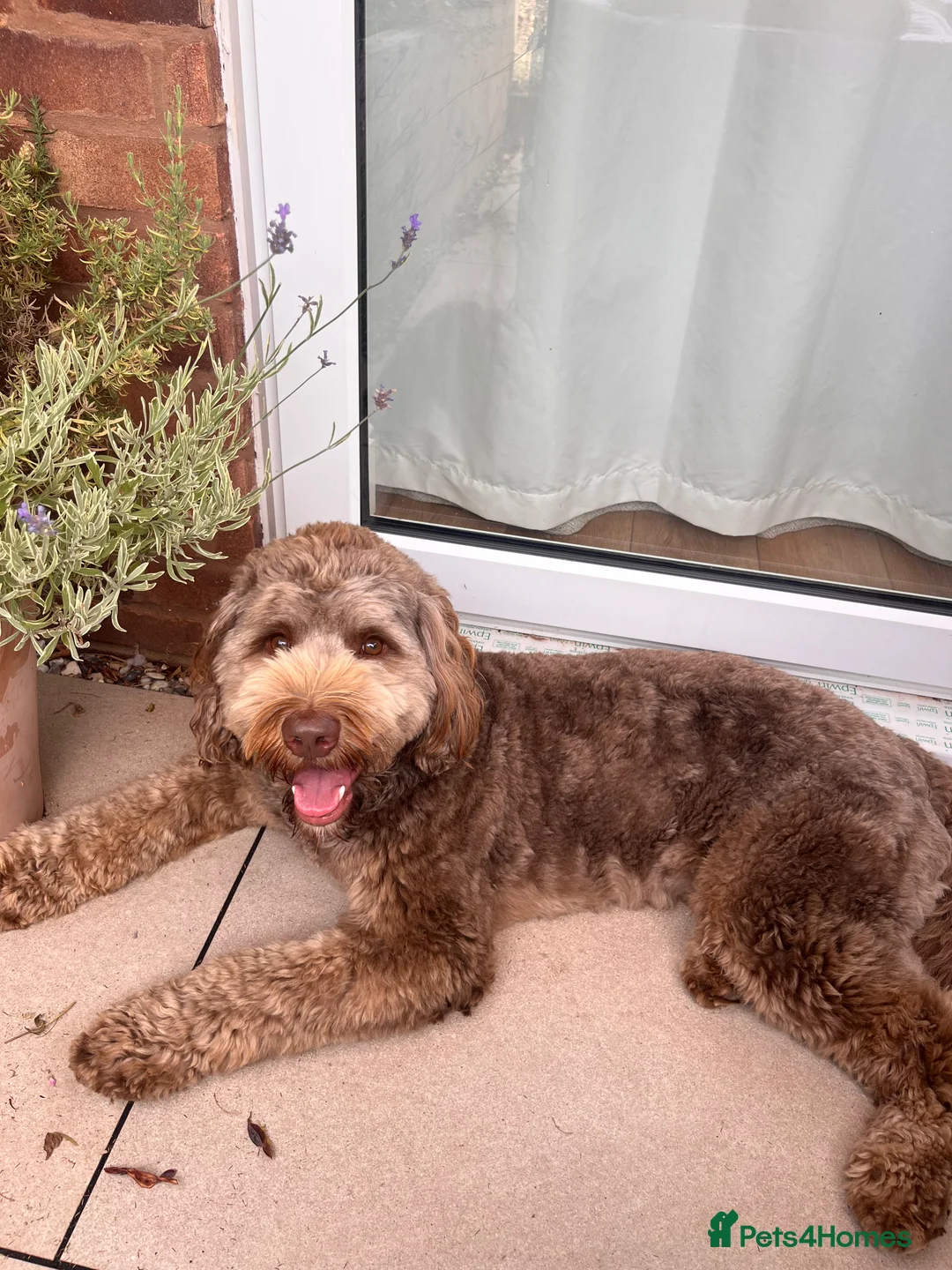 Australian Labradoodle dogs for stud: Australian Labradoodle Chocolate & White Tuxedo - Advert 3