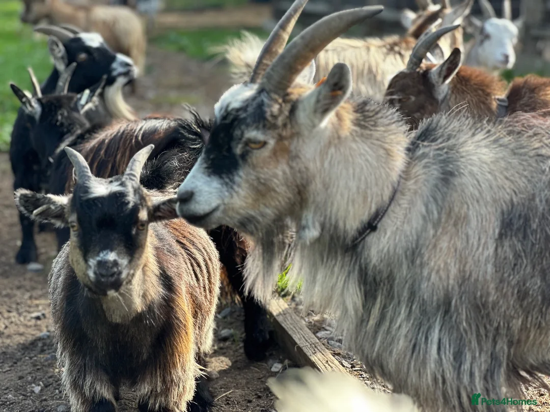Goats livestock for sale: Registered Pygmy goat wethers - Advert 2