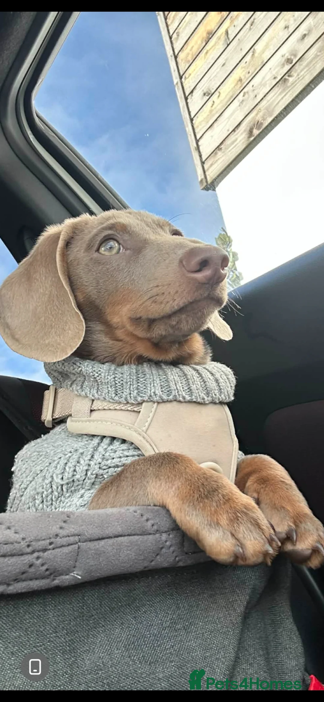 Miniature Dachshund dogs for sale: Isabella and Tan male miniature Dachshund  - Advert 4