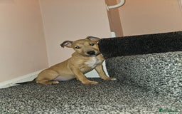English Bull Terrier dogs for sale: English Bull Terrier Puppies  - Image 1