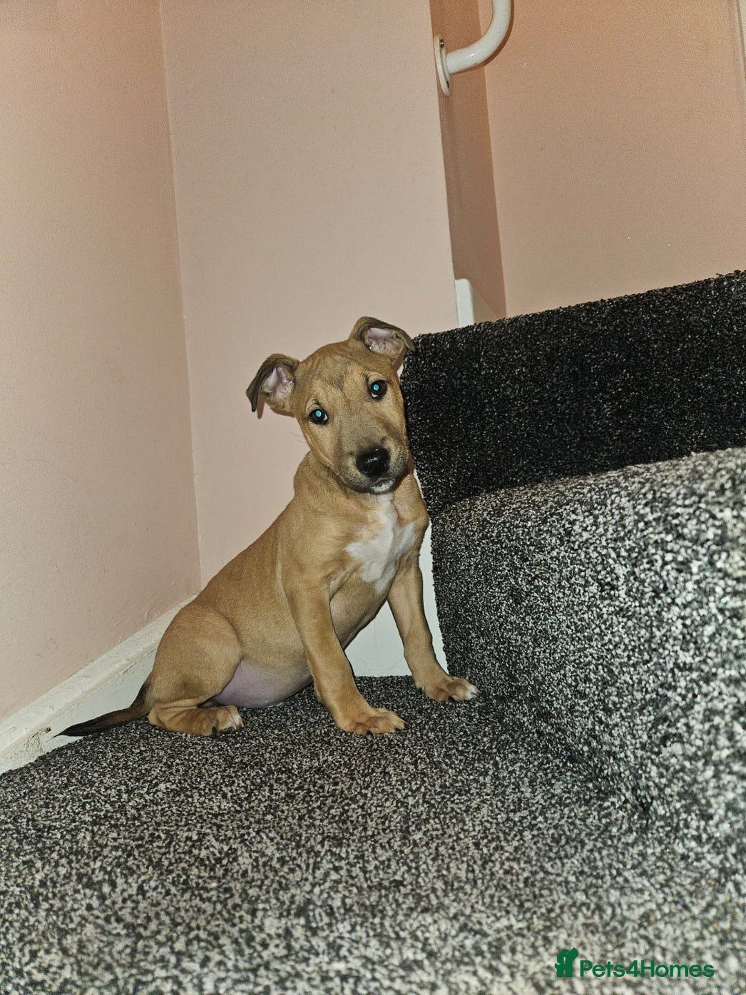 English Bull Terrier dogs for sale: English Bull Terrier Puppies  - Image 1