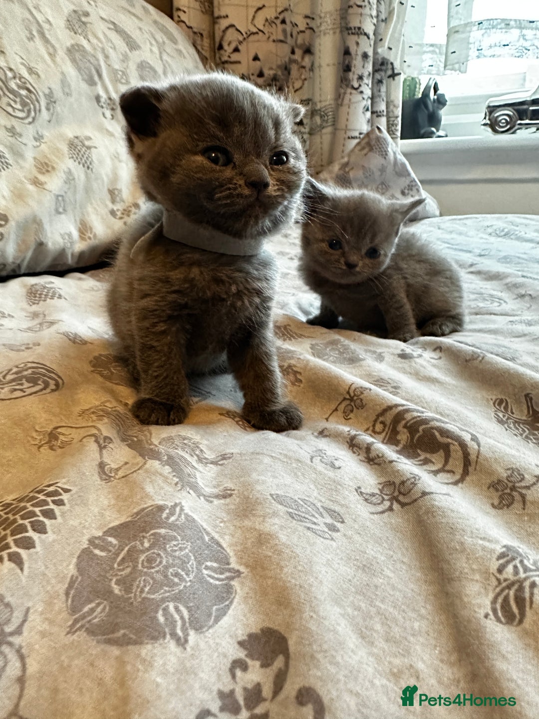 British Shorthair cats for sale: British blue short hair x Scottish fold ears - Image 6