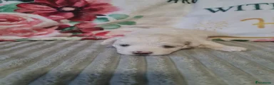 Bichon Frise 4