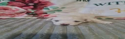 Bichon Frise dogs for sale: Gorgeous bichion frize puppies  - Advert 5