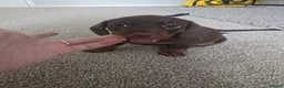 Miniature Dachshund dogs for sale: Miniature dachshund  - Advert 4