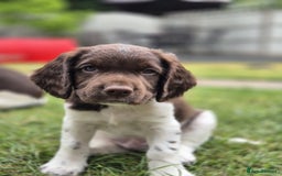 English Springer Spaniel dogs for sale: KC Reg. READY NOW. English Springer Spaniel 8 WKS - Image 29