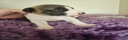 Whippet dogs for sale: Outstanding kc whippet - Advert 2