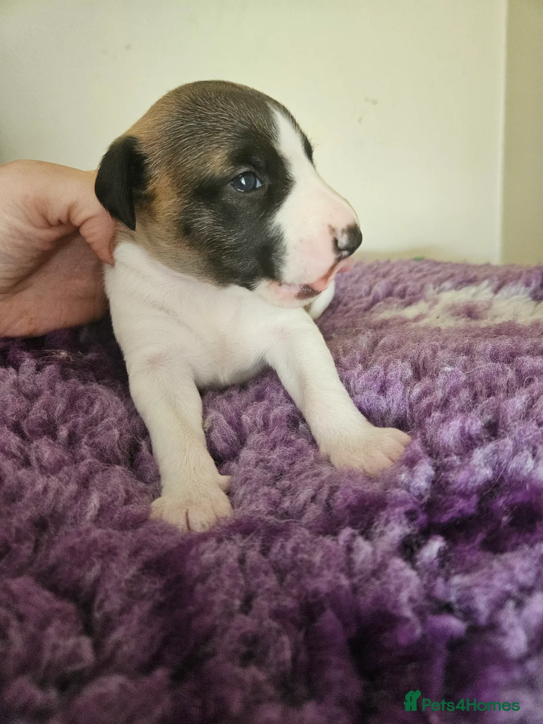 Whippet dogs for sale: Outstanding kc whippet - Advert 2