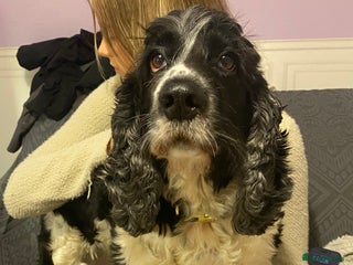 Cocker Spaniel dogs - Advert 3