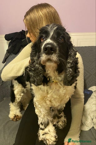 Cocker Spaniel dogs - Advert 14