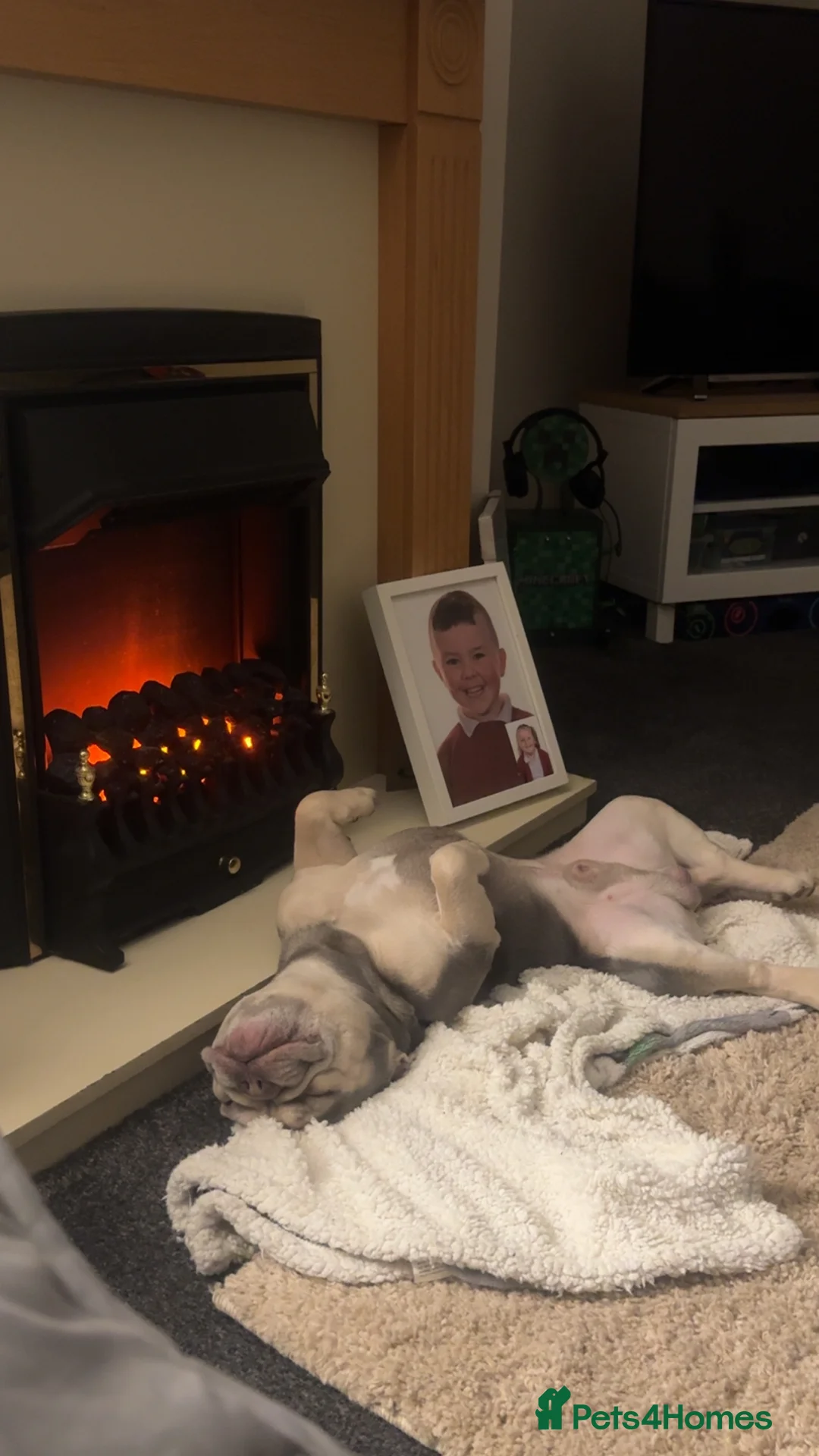 French Bulldog dogs for sale: Male French bulldog  - Advert 2