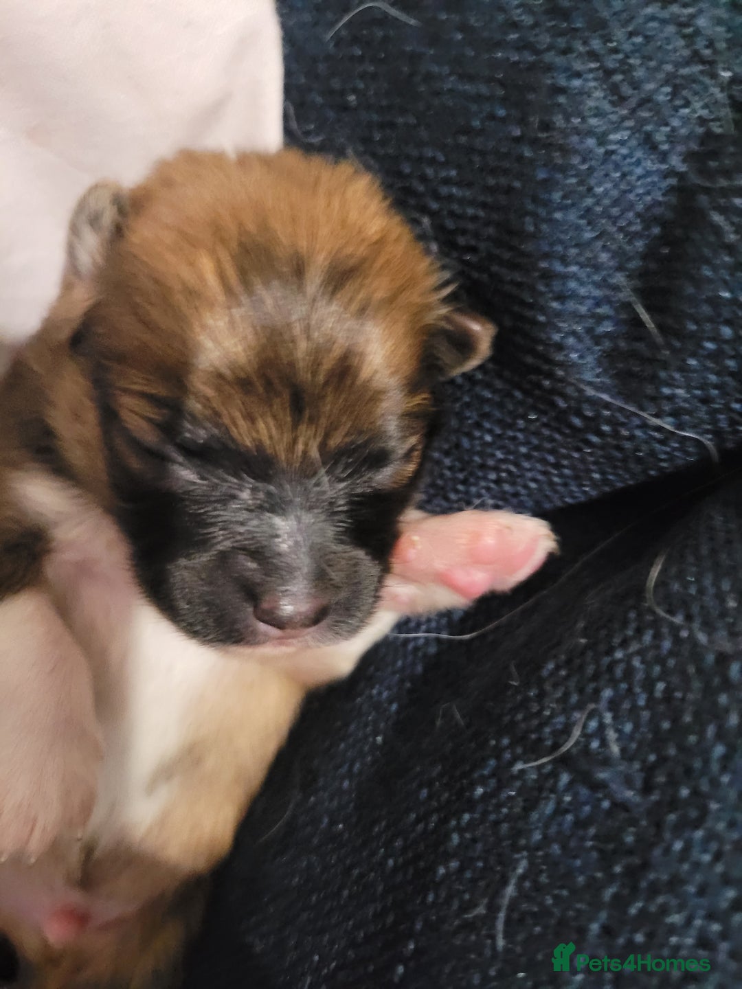 Mixed Breed dogs for sale: Little boy paparainion 🥰 - Image 9