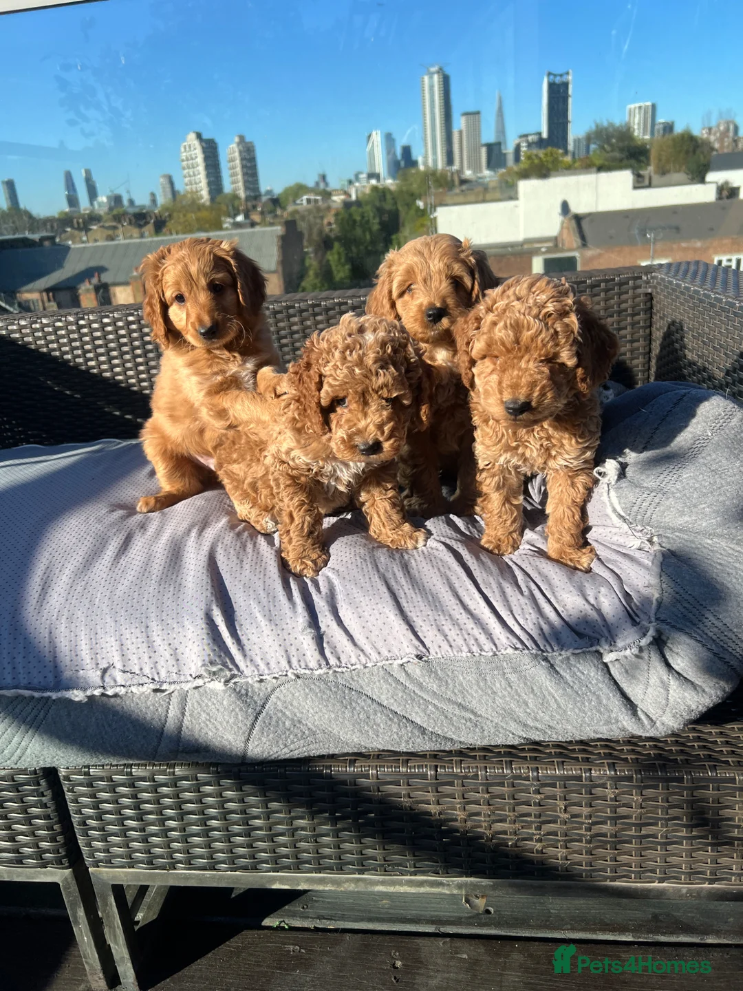 Mixed Breed dogs for sale: Hassan H - Advert 1