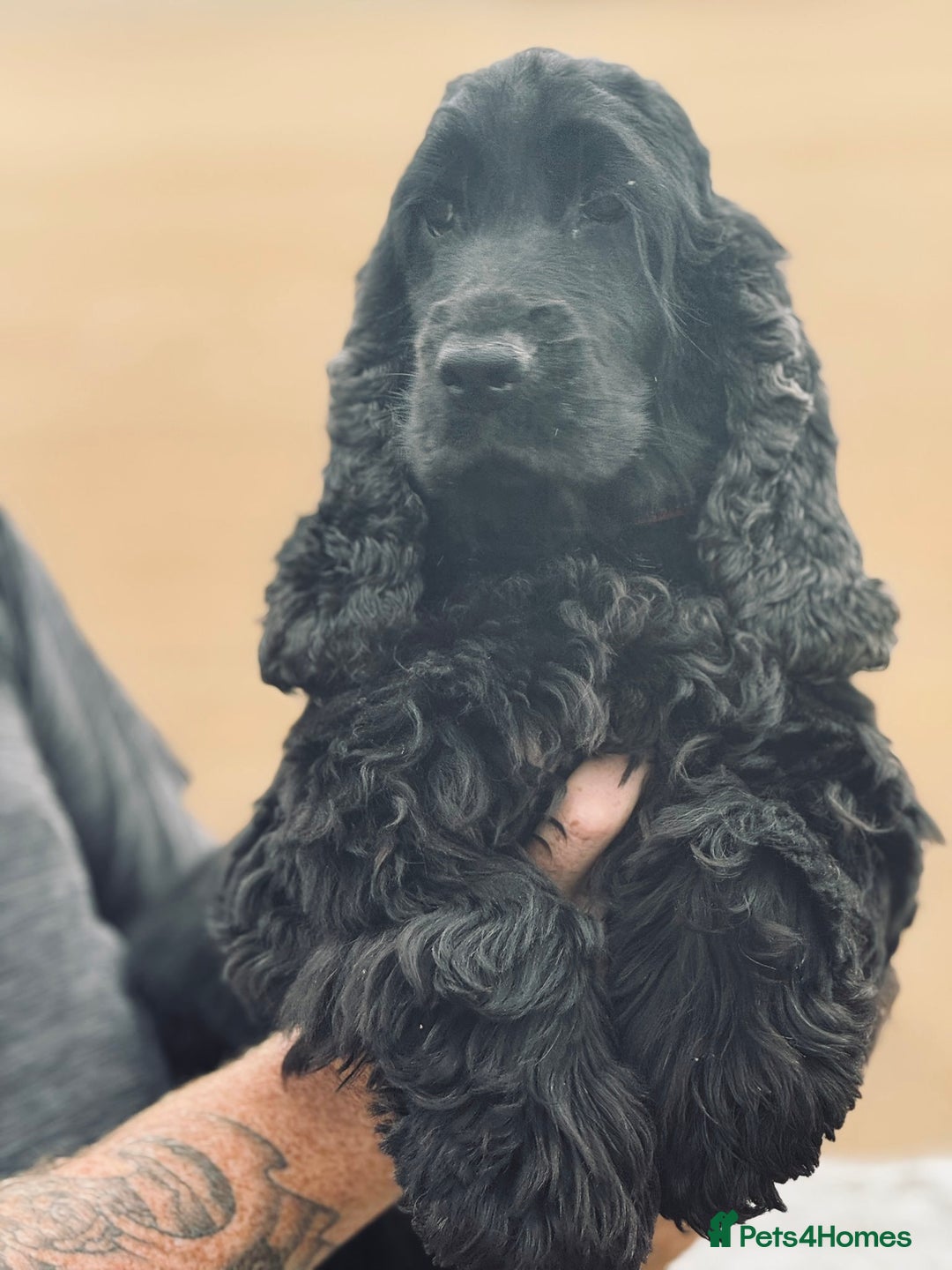 Cocker Spaniel dogs for sale: Stunning KC Reg Show Type Health Tested - Image 3
