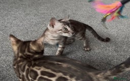 Bengal cats for sale: Well socialised bengal kittens - ready 21/12/25 - Advert 8