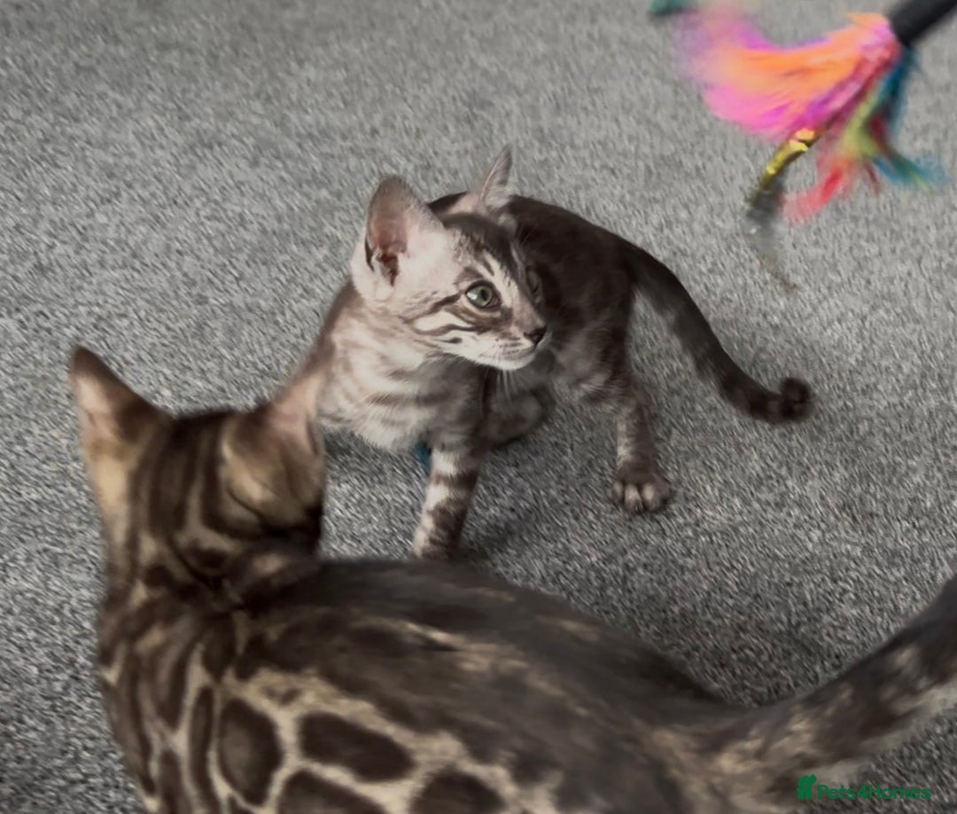 Bengal cats for sale: Well socialised bengal kittens - ready 21/12/25 - Advert 8