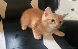 Mixed Breed cats for sale: Five Gorgeous Kittens available now ! - Image 16